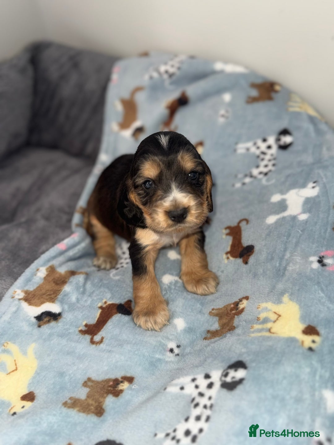 Cocker Spaniel dogs for sale: Beautiful show type cocker spaniel puppies  - Image 17