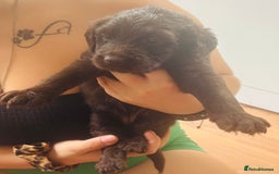 Labradoodle dogs for sale: Stunning chunky labradoodle pups  - Image 2