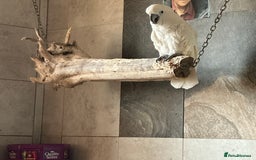 Cockatoo birds for sale: Cockatoo male  - Advert 2