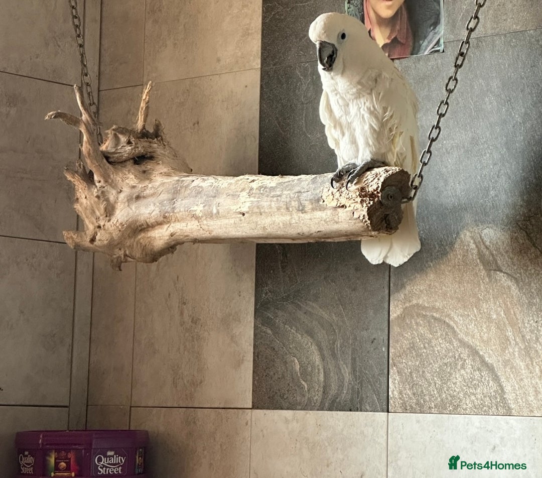 Cockatoo birds for sale: Cockatoo male  - Advert 2