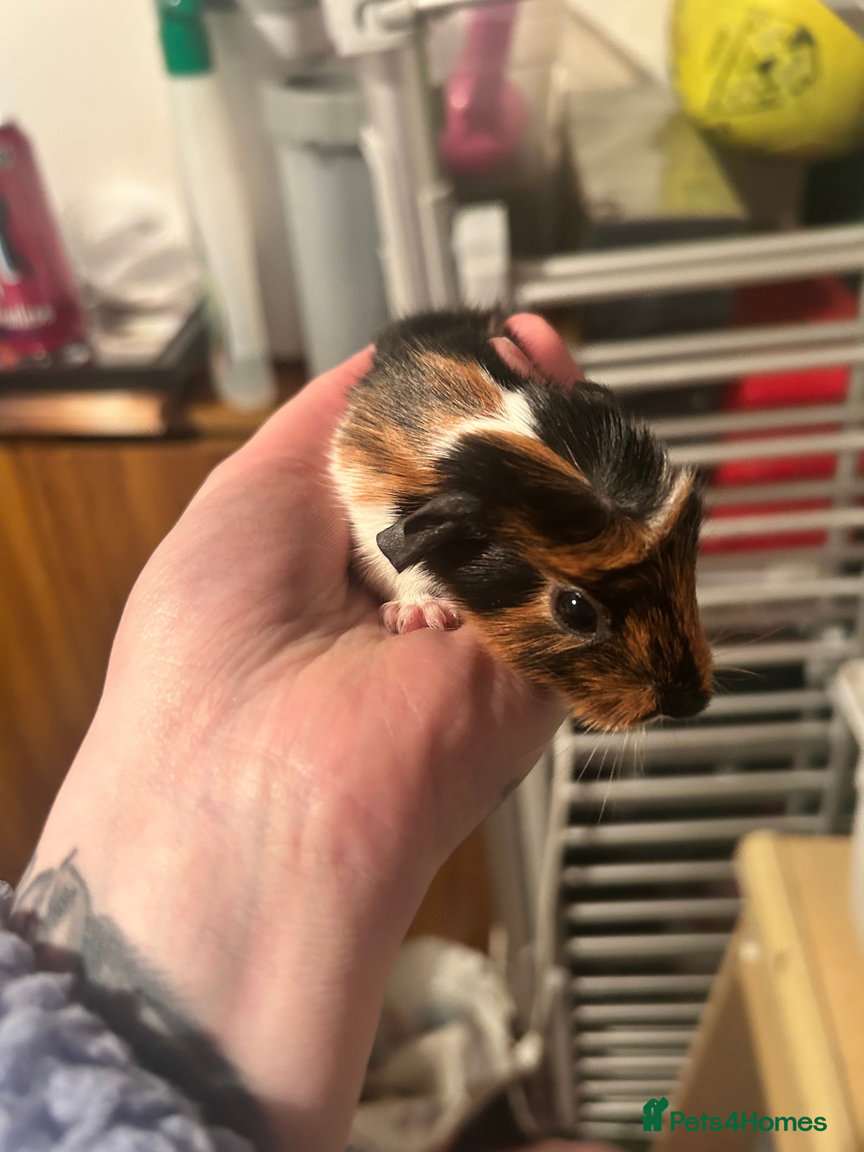 Guinea Pig rodents Boy guinea pig  - Advert 2