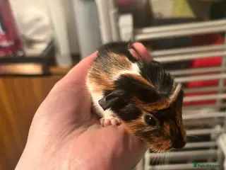 Guinea Pig rodents Boy guinea pig - Advert 2