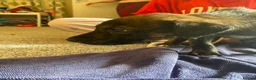 Lurcher dogs for sale: Beautiful Brindle puppies - Advert 7