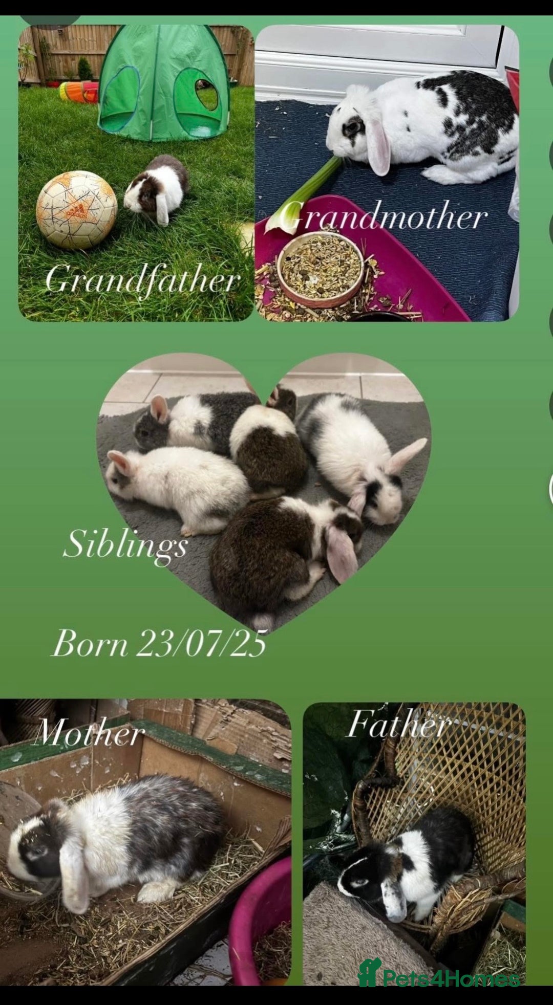 Mini Lop rabbits for sale: mini lops bucks and babies  - Advert 4