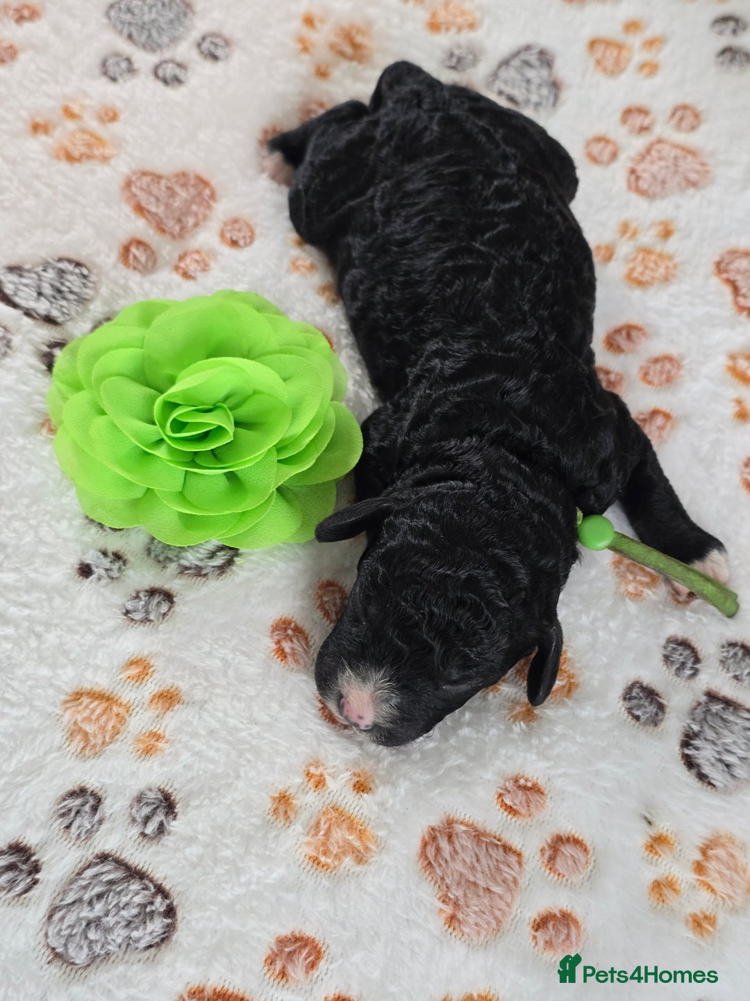 Cavapoo dogs for sale: Cavapoo F1B pups licensed Breeder/health tested  - Image 18