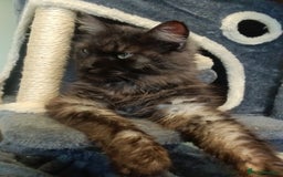 Maine Coon cats for sale: Black smoke female mainecoon for sale  - Image 2