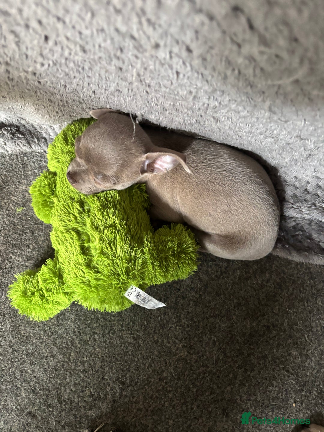 Chihuahua dogs for sale: KC Smooth coat tiny Chihuahua puppies - Image 3