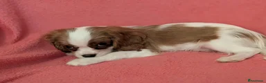 Cavalier King Charles Spaniel 4