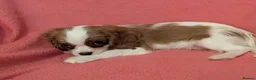 Cavalier King Charles Spaniel dogs for sale: Gorgeous Cavalier King Charles Spaniel puppies - Advert 18