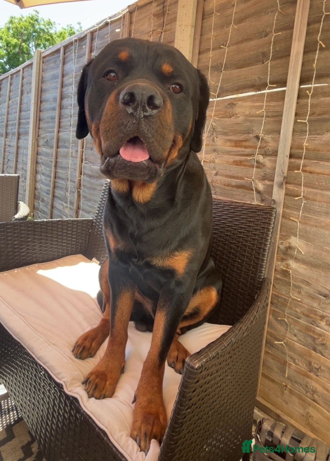 Mixed Breed dogs for sale: Rottweiler  x Staffordshire bull terrior - Image 9