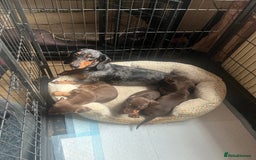 Miniature Dachshund dogs for sale: Miniature dachshund puppies  - Image 4