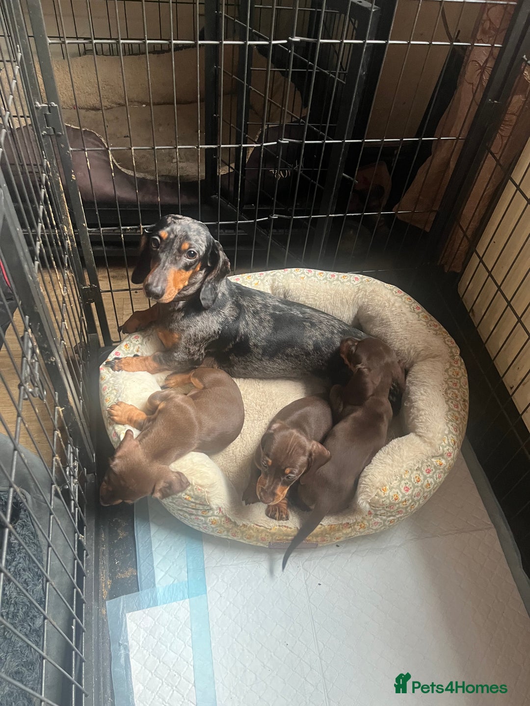 Miniature Dachshund dogs for sale: Miniature dachshund puppies  - Image 4