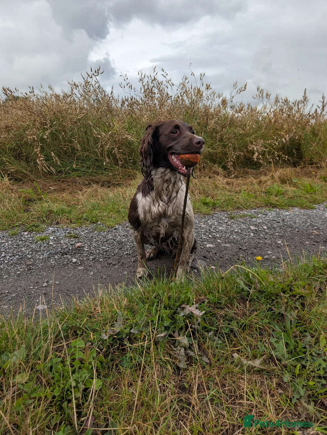 Springador dogs for sale: Labrador x Springer Spaniel - Springador Pups - Advert 6