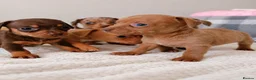 Chihuahua dogs for sale: Chiweenies *Stunning Tiny*  – Cosmo × Jimmy Choo - Advert 7