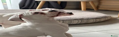 Boxer 2