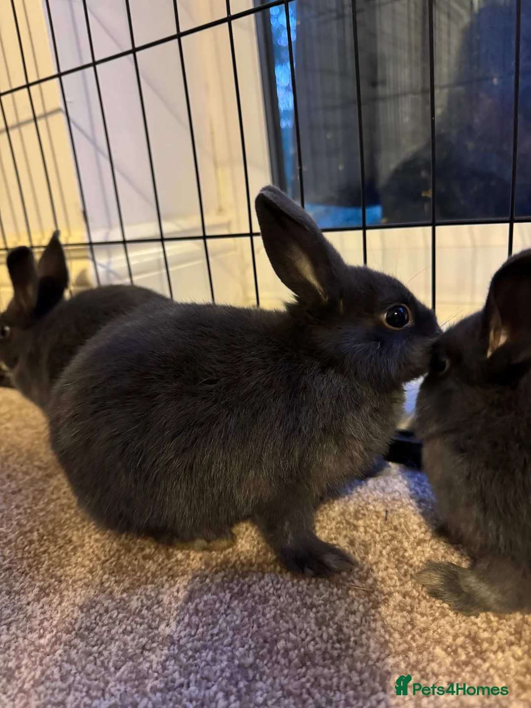 Netherland Dwarf rabbits for sale: 3 Netherland Dwarf babies.  in Droitwich - Advert 13