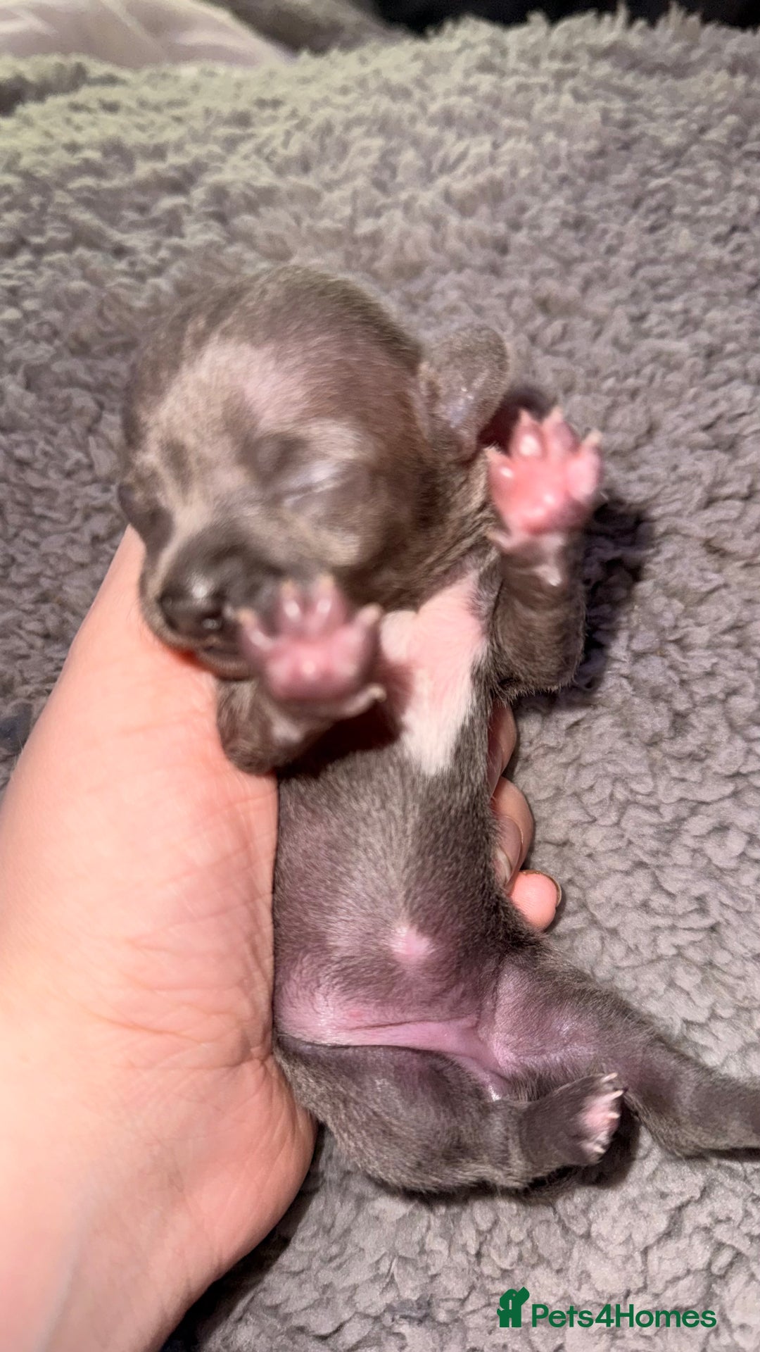 Chihuahua dogs for sale: Stunning Lilac & Blue Chihuahua Puppies - Advert 8