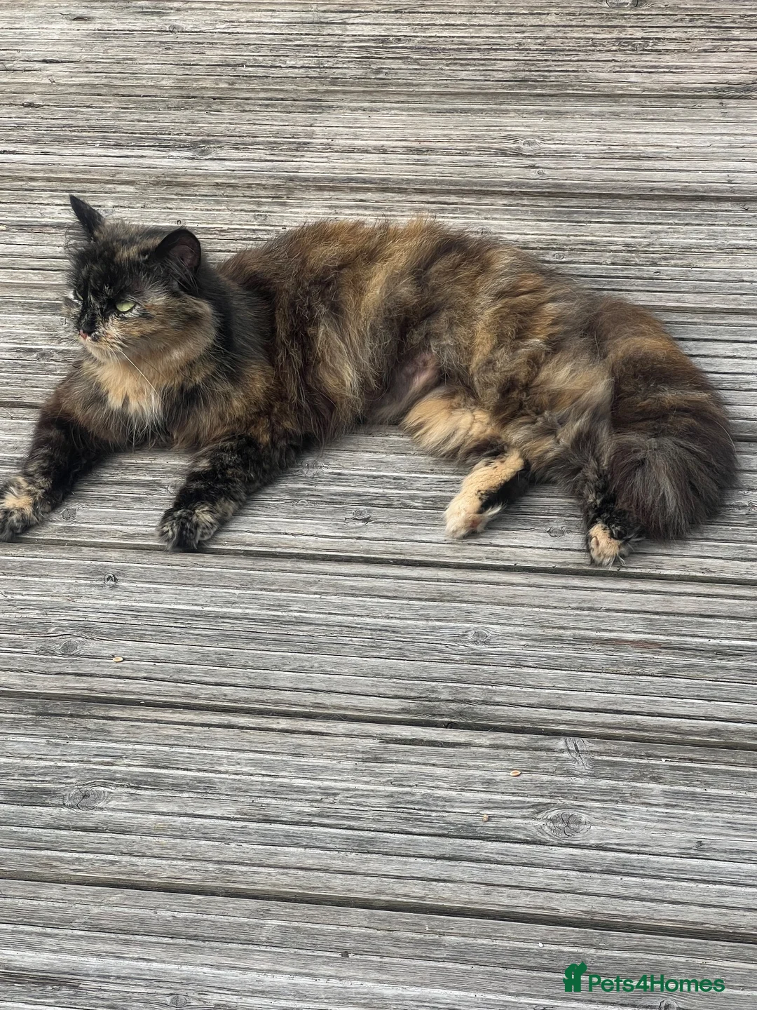 Mixed Breed cats for sale: Calico cat and two kittens for rehoming  - Advert 5