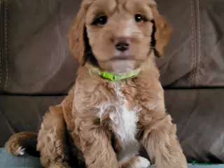 Goldendoodle dogs Goldendoodle-Doubledoodle with unique coat pattern - Advert 5