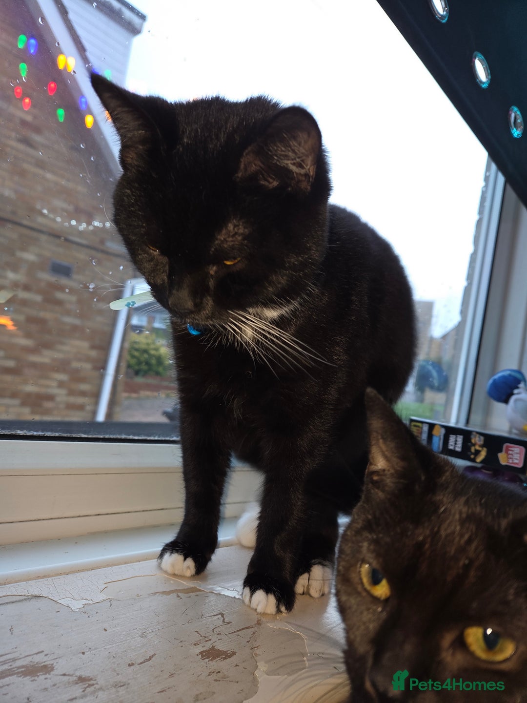 Mixed Breed cats for sale: Beautiful british blue male  - Advert 1