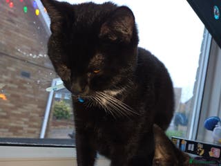 Mixed Breed cats Beautiful british blue male - Advert 5