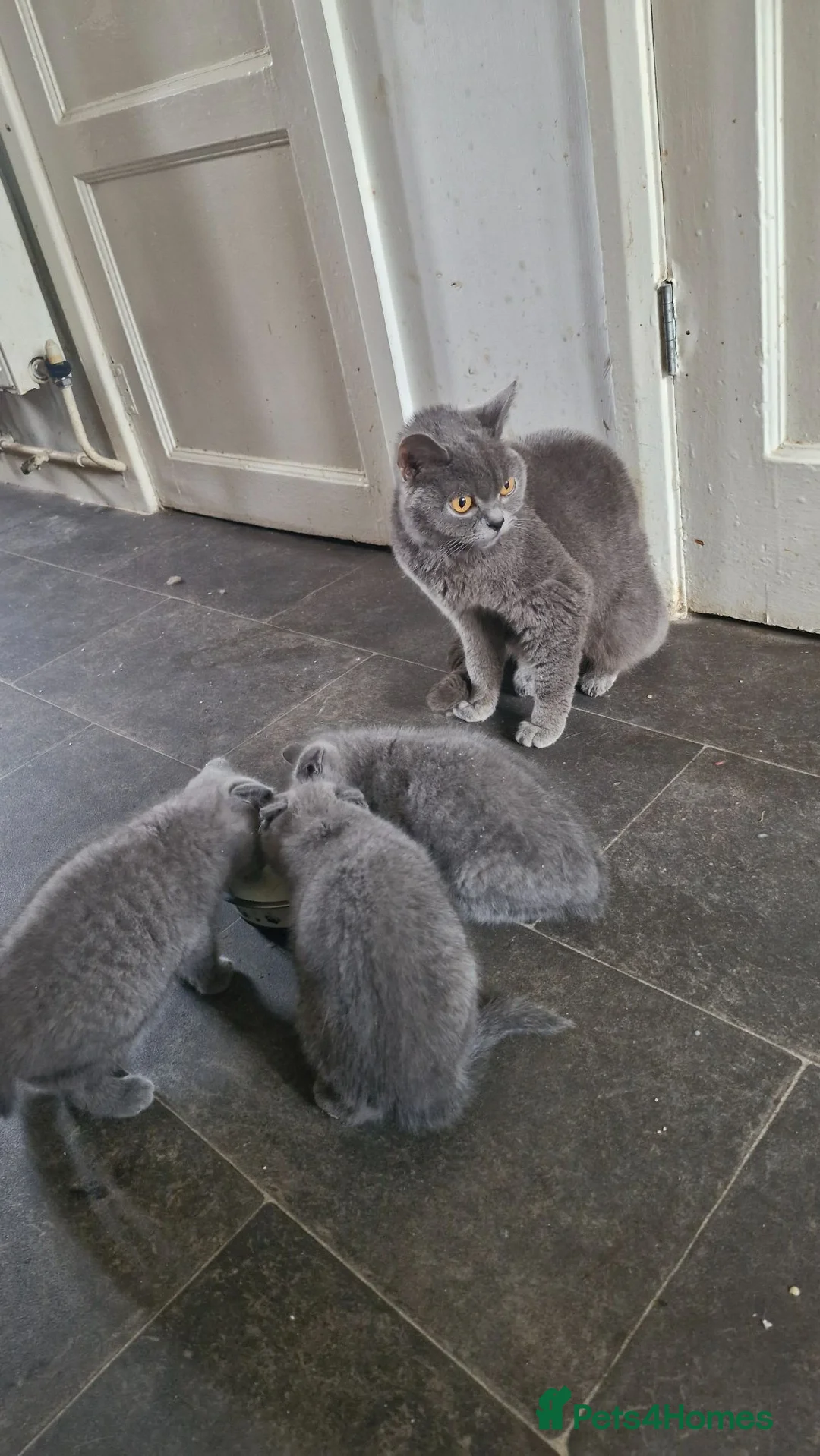 British Shorthair cats for sale: Pure Breed BSH kittens  - Advert 5