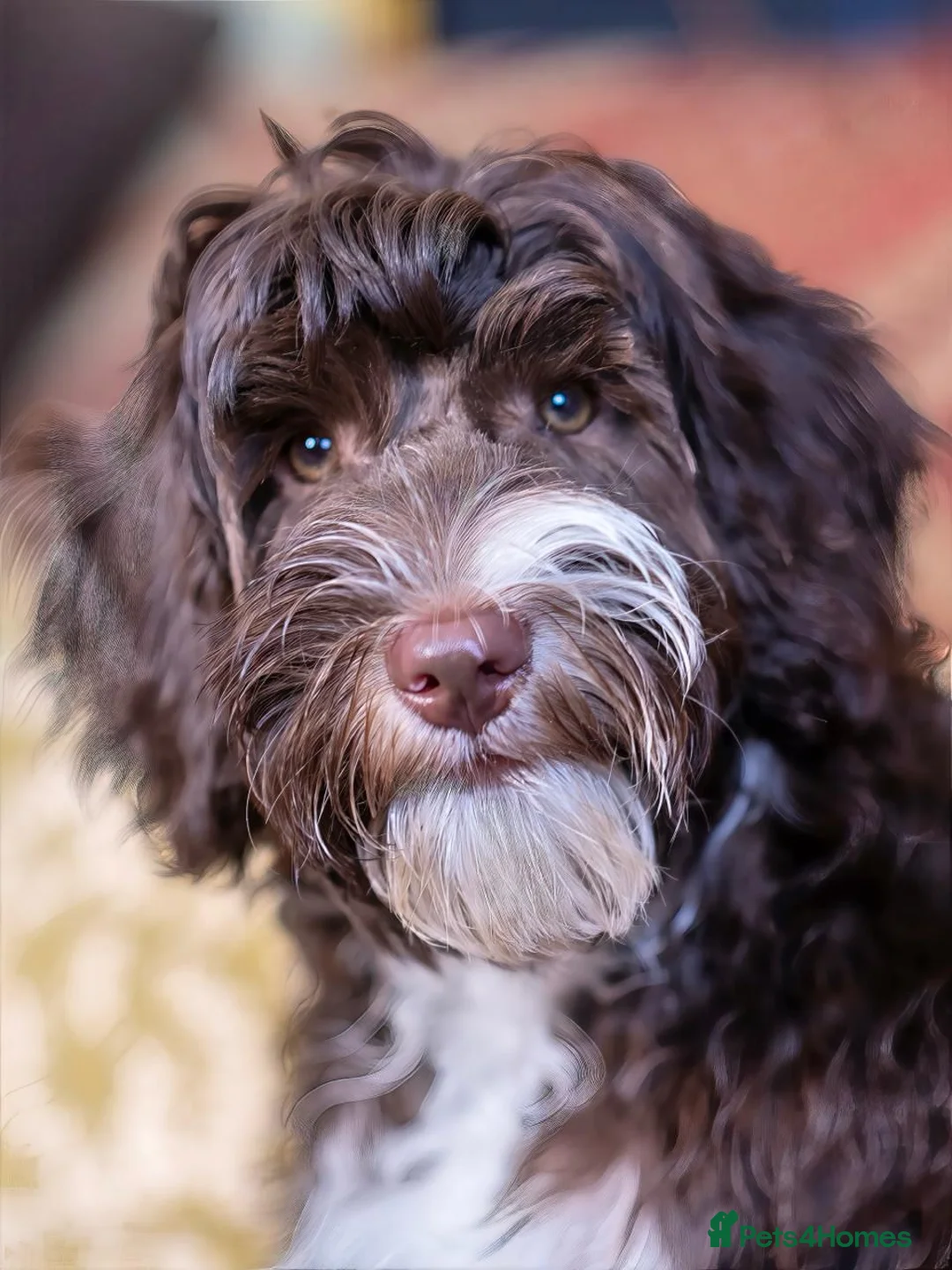 Australian Labradoodle dogs for stud: Australian labradoodle Stud dog from Australia  - Advert 6