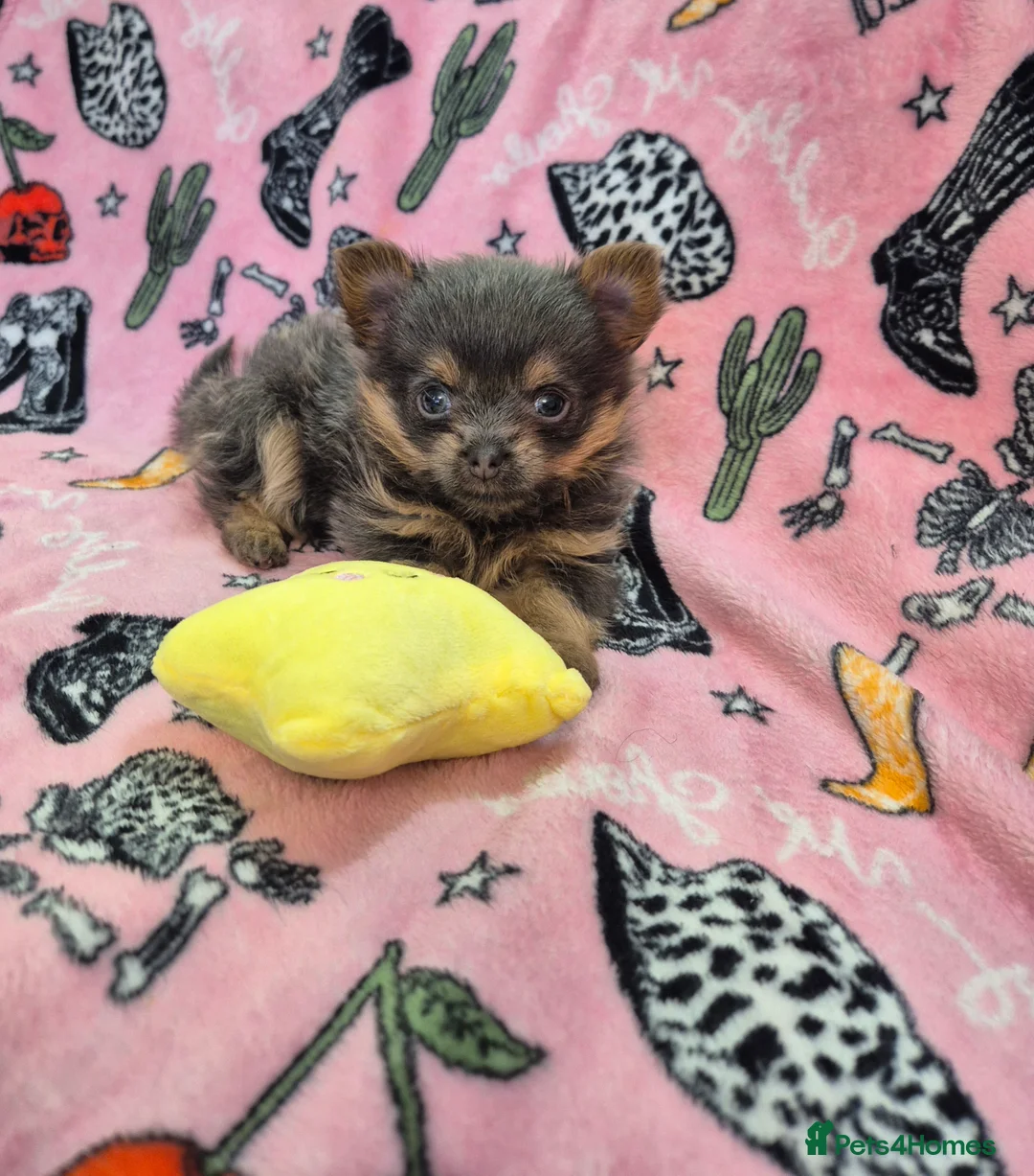 Mixed Breed dogs for sale: TINY yorkie x minature pom puppies - Advert 3