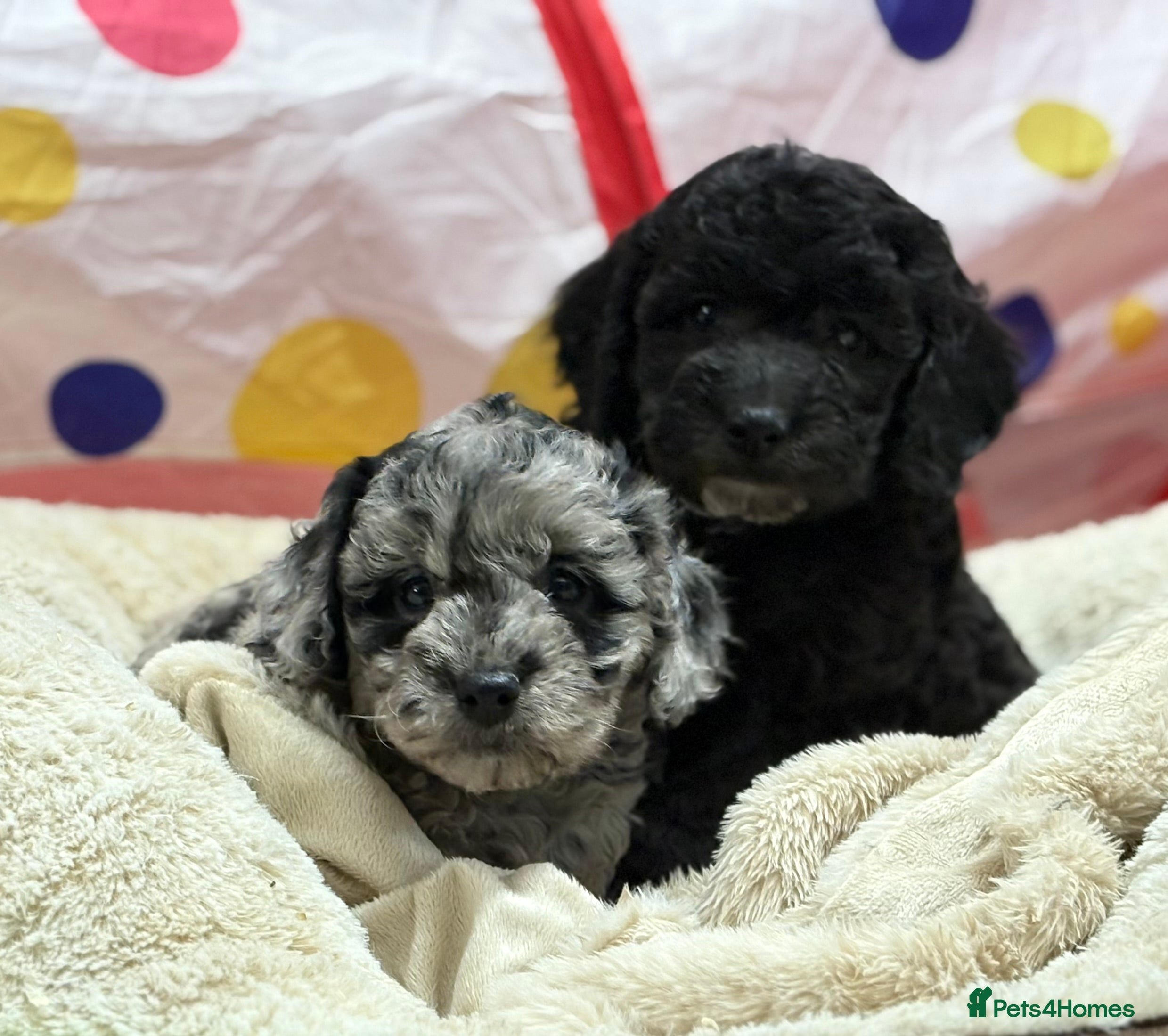 Cavapoo dogs Beautiful cavapoochon puppies  - Advert 2