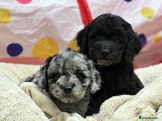 Cavapoo dogs Beautiful cavapoochon puppies - Advert 2