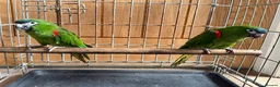 Macaws birds for sale: A pair of Hahns macaw in Basildon - Advert 5