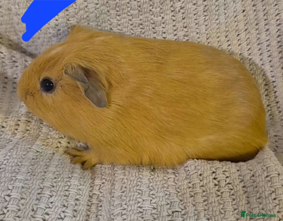 Guinea Pig rodents for sale: Mixed piggies for sale  - Advert 10
