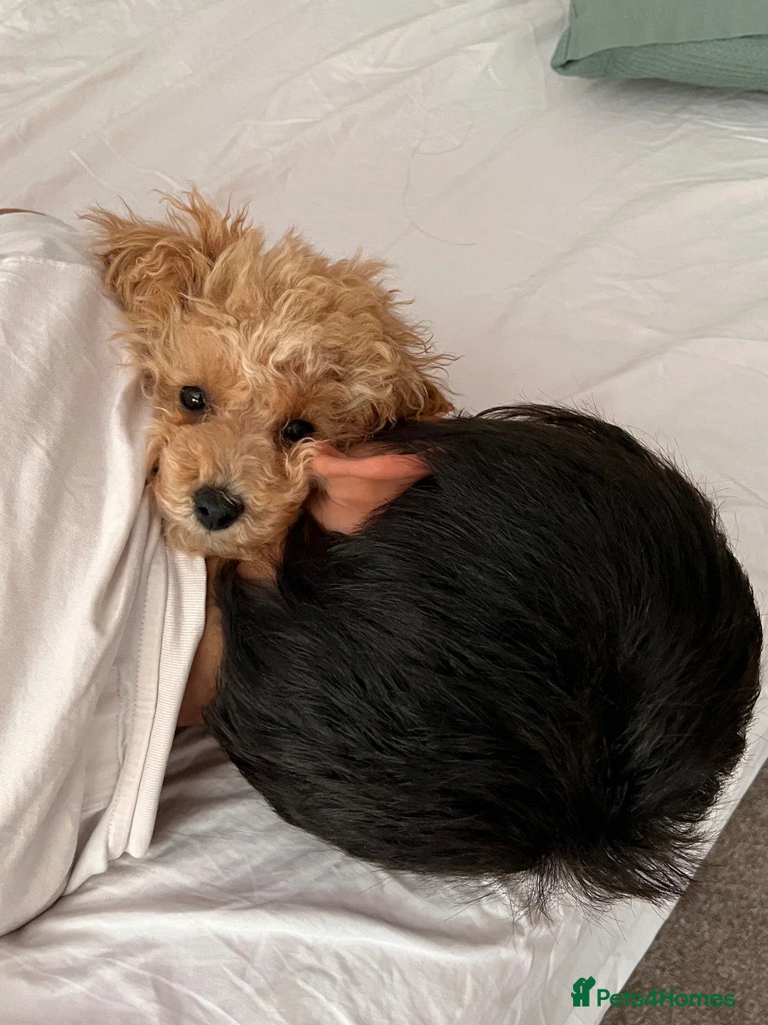Toy Poodle dogs for sale: Beautiful Toy Poodle Puppy (4 months) in Glasgow - Advert 2