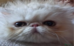Persian cats for sale: Stunning pure bred persian kittens - Image 5
