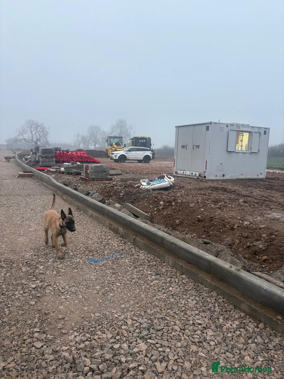 Belgian Shepherd Dog dogs for sale: In need of a genuine new home. - Advert 5