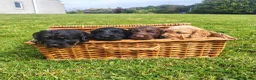 Cocker Spaniel dogs for sale: READY NOW Cocker Spaniel Pup 🩷🐶 - Advert 5
