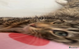 Mixed Breed cats for sale: 🩵🐾male kitten🐾🩵 - Image 3