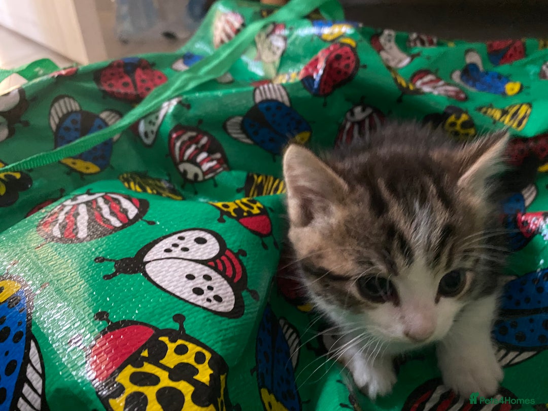 Ragdoll cats for sale: Kittys for sale - Advert 3