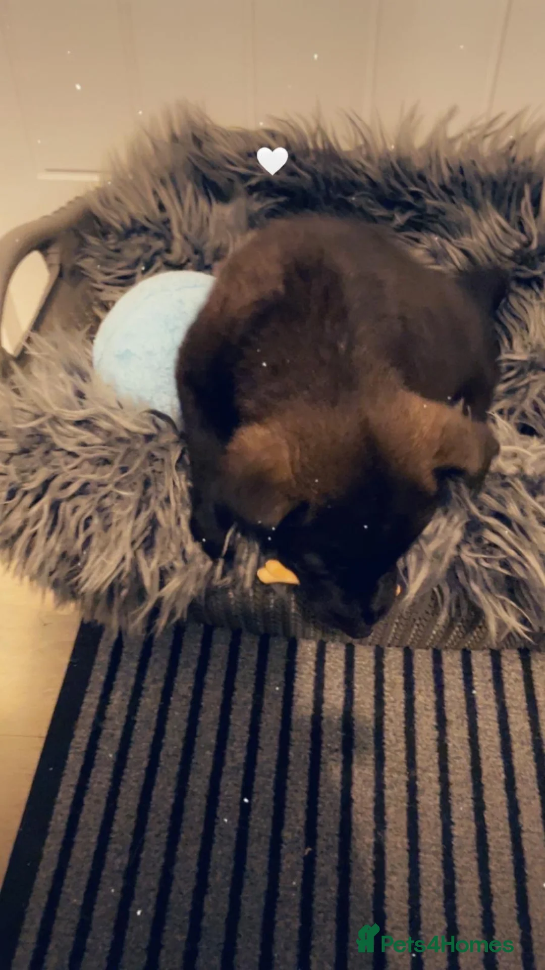 Pomsky dogs for sale: Pomsky puppies ready for their forever home 💞 in Swansea - Advert 20