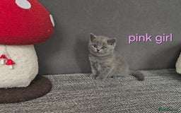 British Shorthair cats for sale: British Shorthair (last girl left) - Image 2