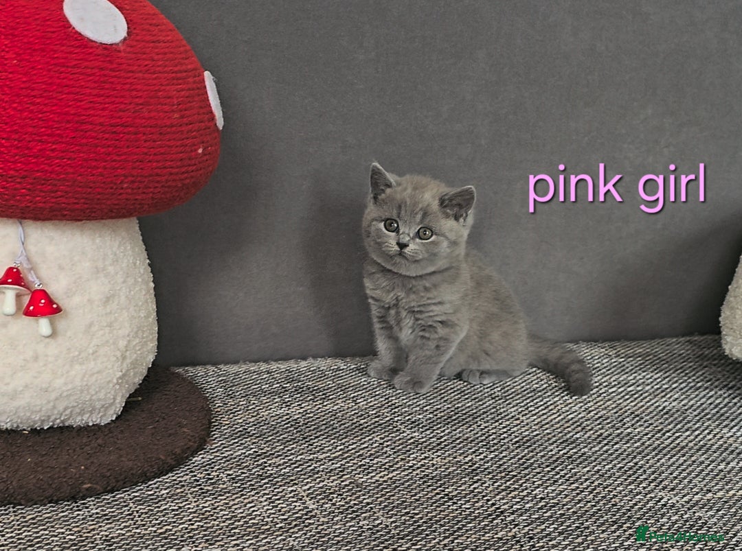 British Shorthair cats for sale: British Shorthair (last girl left) - Image 2