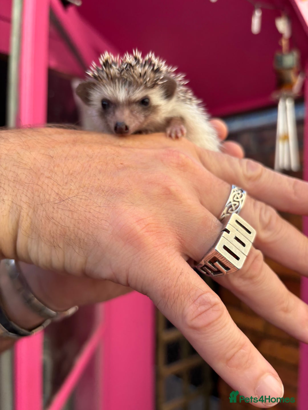 Pygmy Hedgehog rodents for sale: Stunning baby African Pygmy hoglets - Image 4