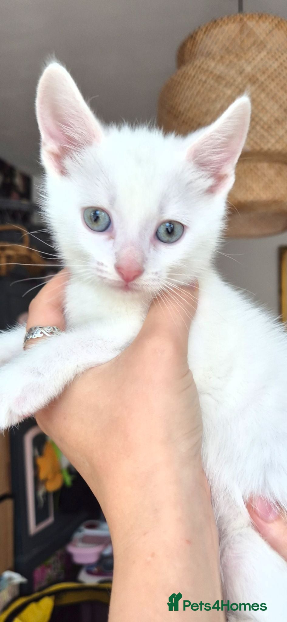 Mixed Breed cats White Kittens Ready to leave - Advert 1