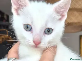 Mixed Breed cats White Kittens Ready to leave - Advert 1