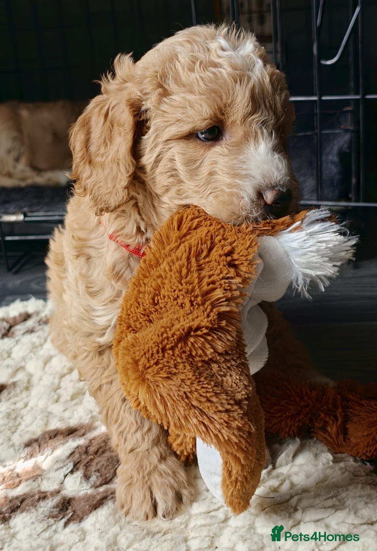 Goldendoodle dogs Exceptional Health tested Goldendoodle puppies - Advert 2
