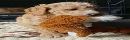 Goldendoodle dogs for sale: Exceptional Health tested Goldendoodle puppies - Advert 2