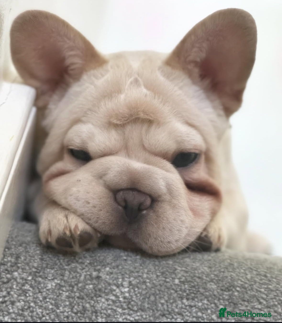 French Bulldog dogs Beautiful Bailey Needs A New Home - Advert 1