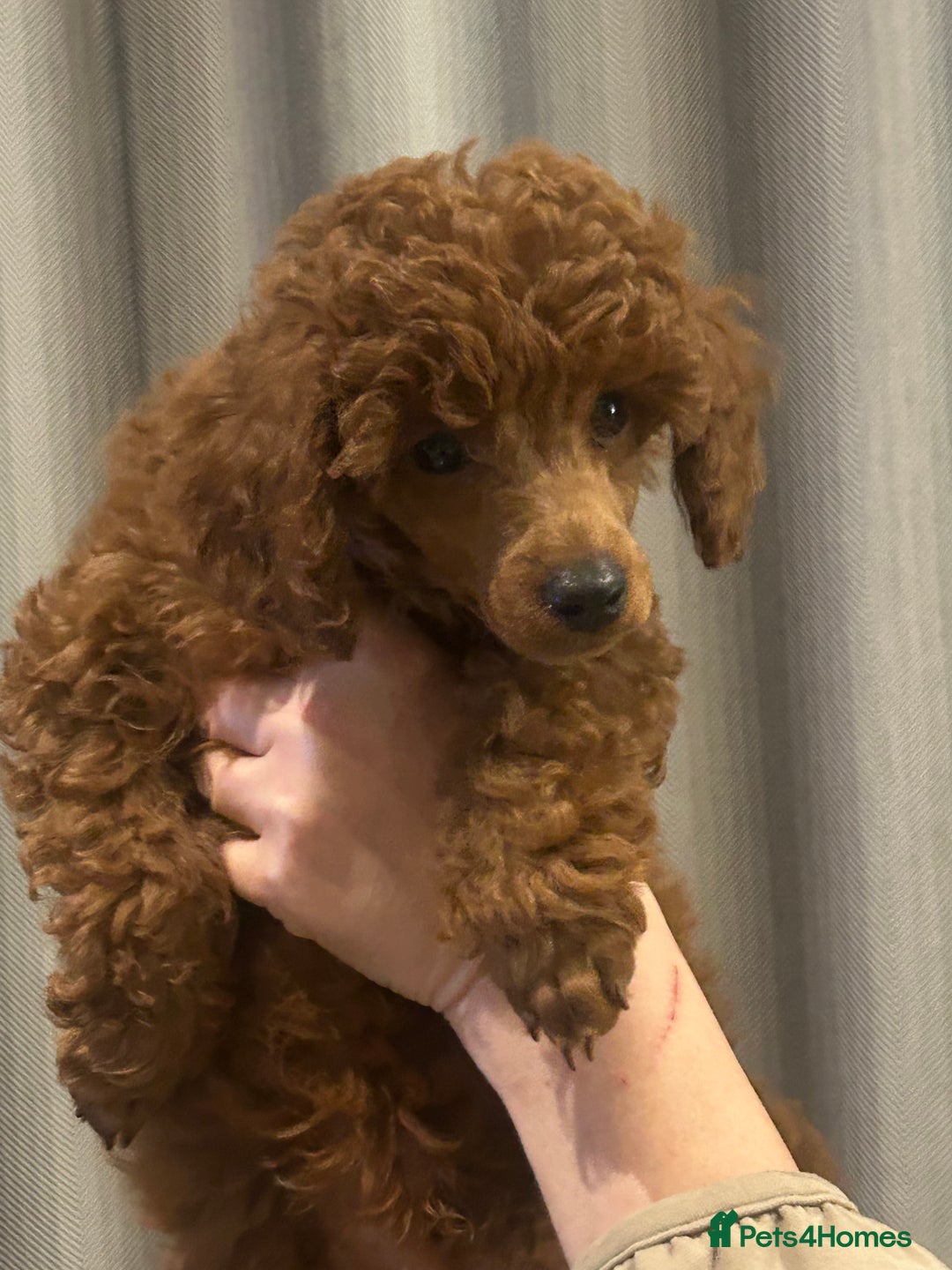 Miniature Poodle dogs for sale: Exceptional miniature poodle puppy  - Advert 7