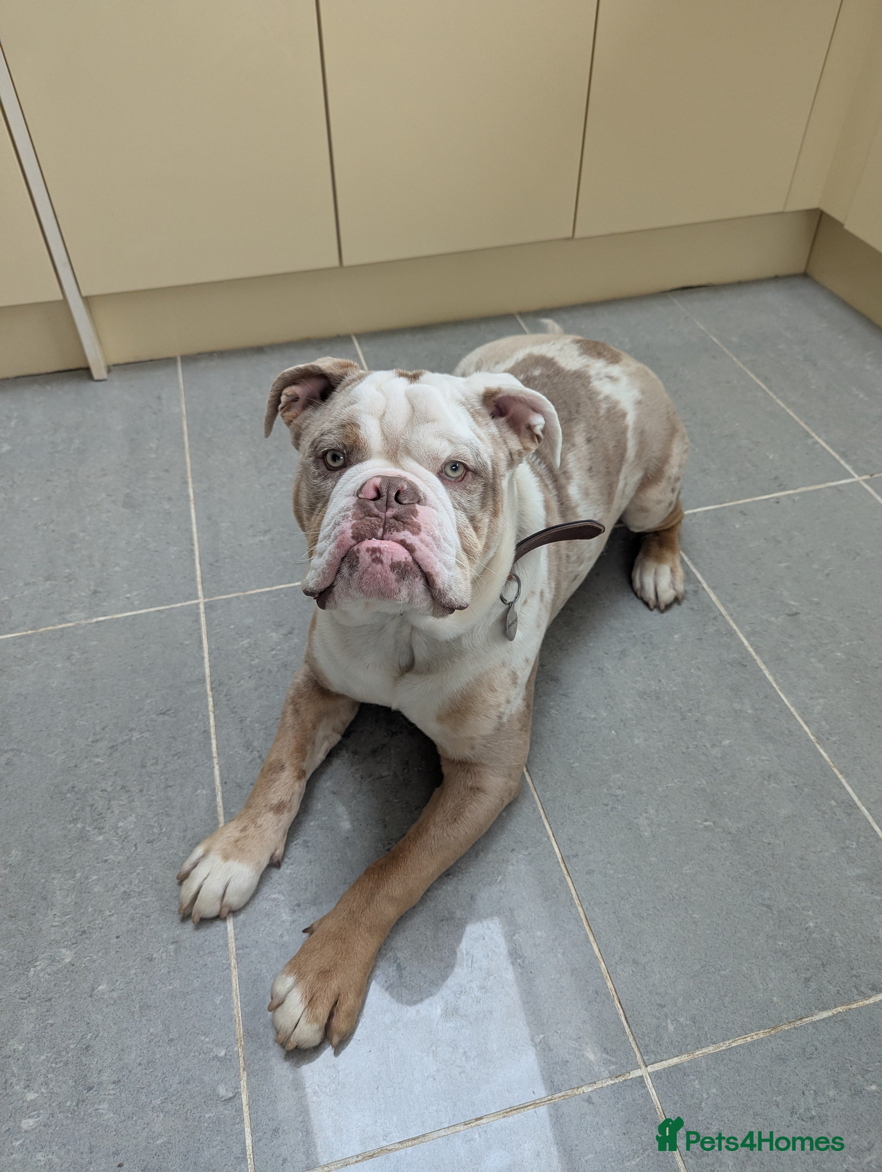 Olde English Bulldogge dogs 8 month male older English bull dog - Advert 3