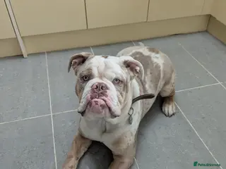 Olde English Bulldogge dogs 8 month male older English bull dog - Advert 1